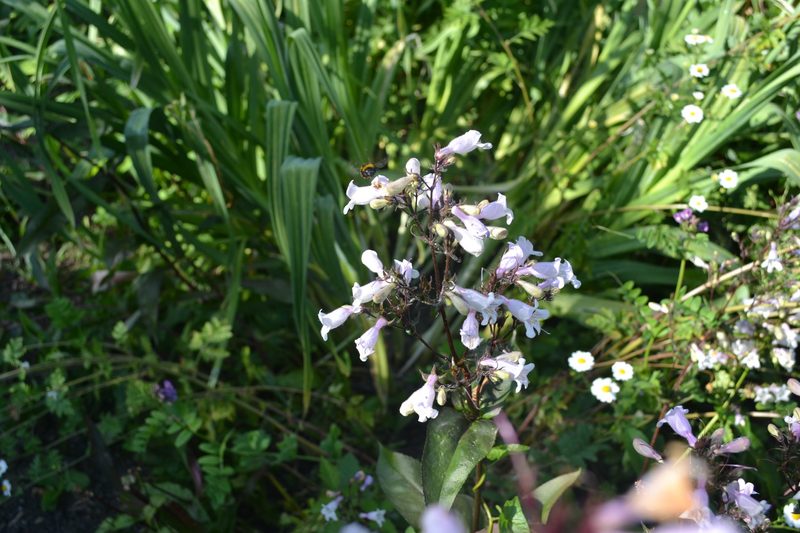 Familie Schauwecker: Wildbienengarten