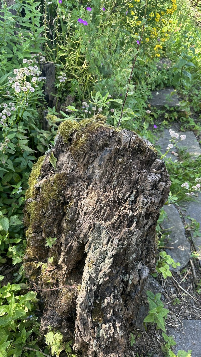 Familie Schauwecker: Wildbienengarten