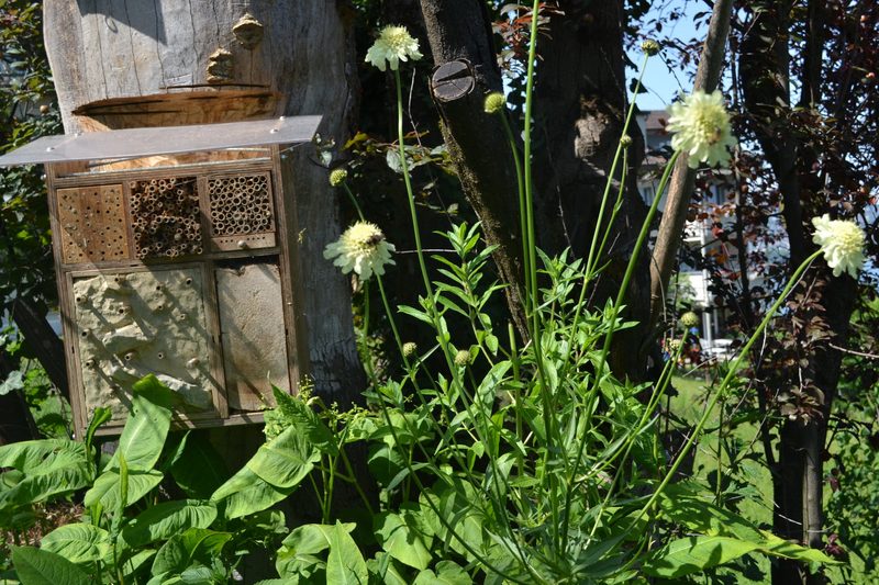 Familie Schauwecker: Wildbienengarten