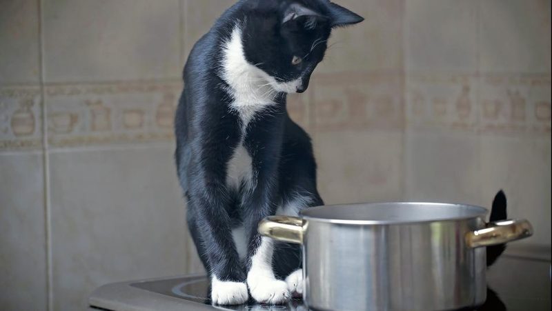 Katze steht neben Pfanne auf Herd