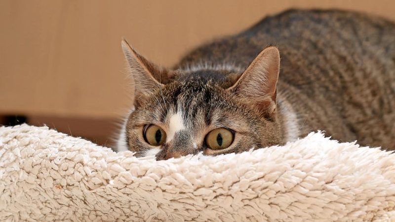 Katze liegt hinter Decke auf Lauer