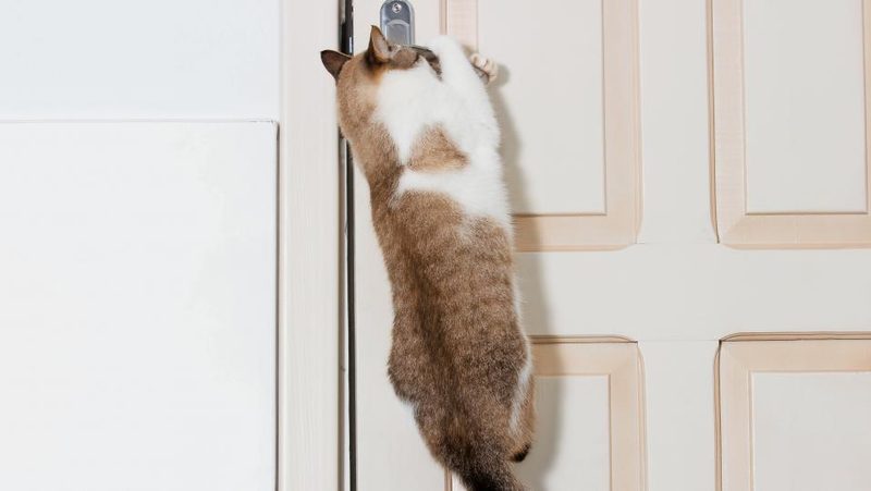 Katze springt an Türfalle