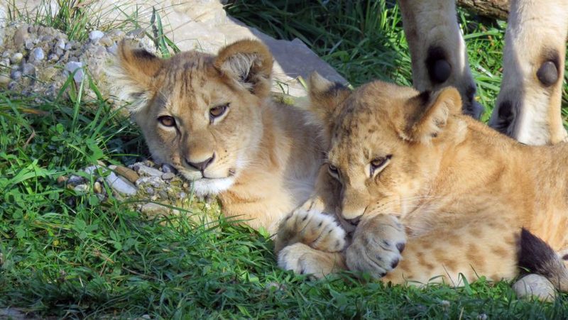 Löwenbabys Walter Zoo