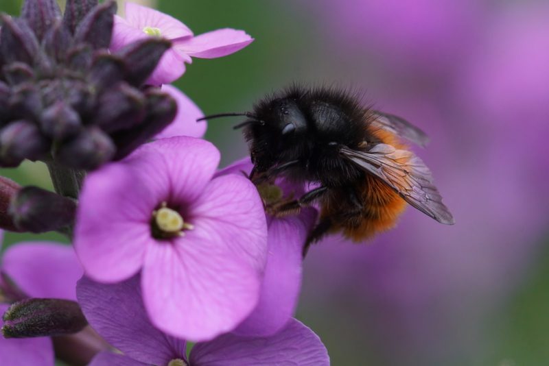 Mythen zu Honig- und Wildbienen