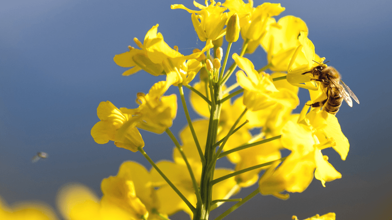 Mythen zu Honig- und Wildbienen