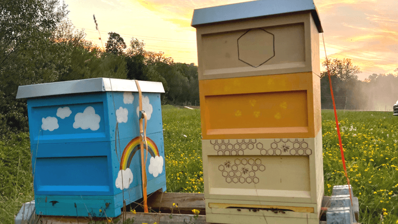 Mythen zu Honig- und Wildbienen