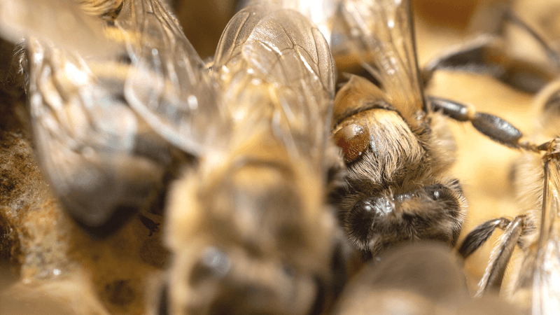 Mythen zu Honig- und Wildbienen