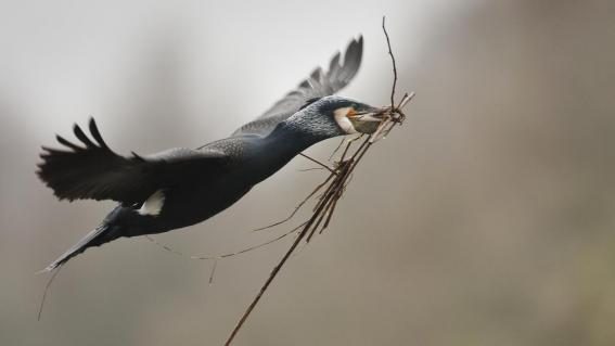 Die neue Wildnis