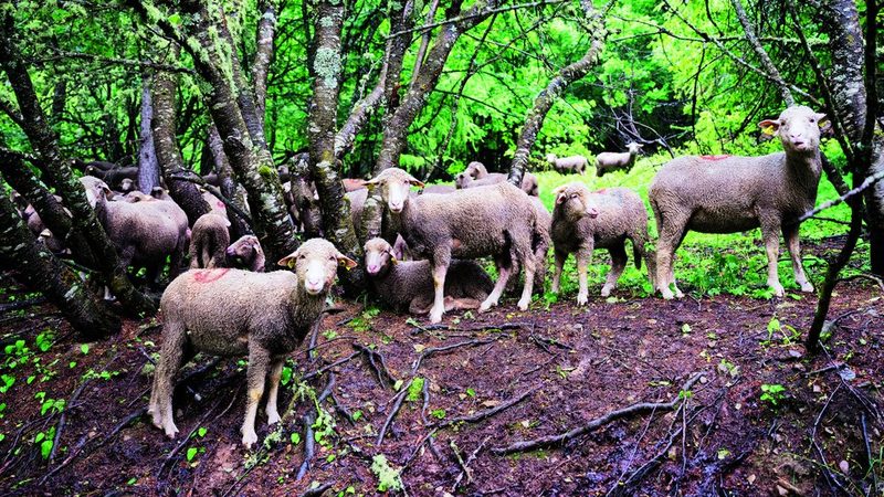 Kühe und Schafe sind beliebte Waldweidetiere.