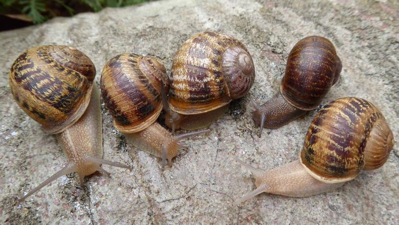 Fünf linksgedrehte Schnecken