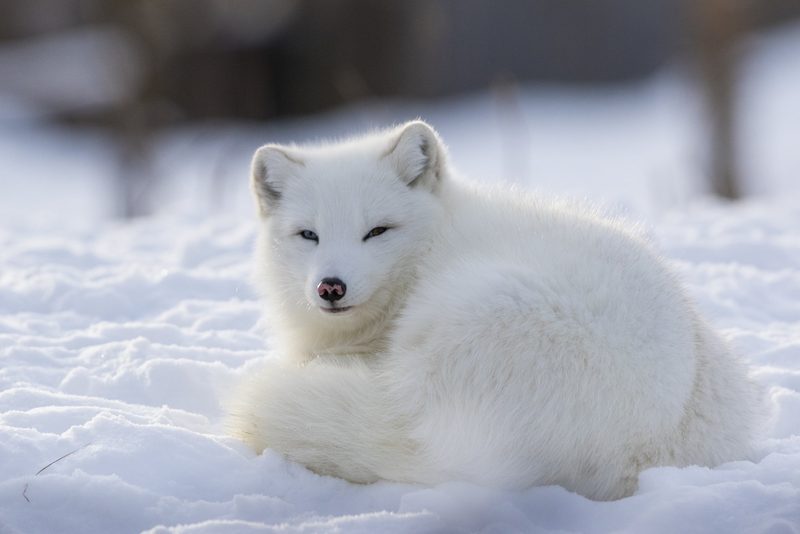 Tiere trotzen der Kälte mit Fell und Fett – oder lassen sich einfrieren