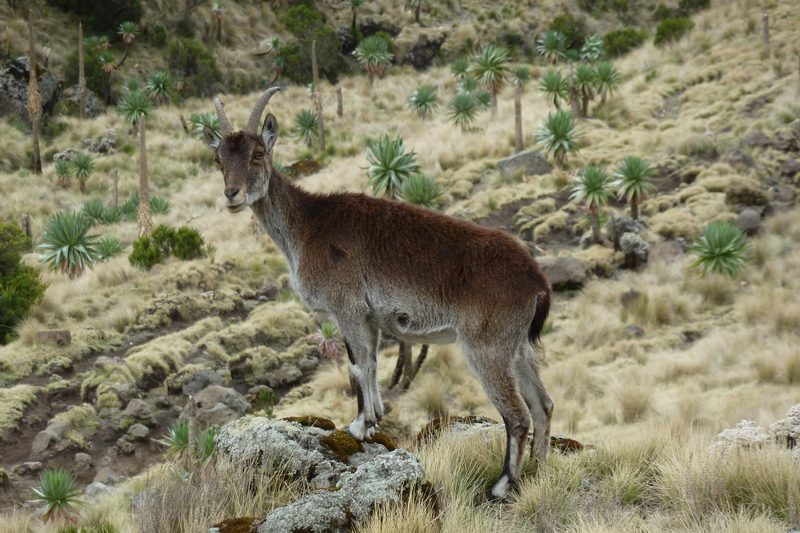 Der Walia – ein Steinbock in Afrika