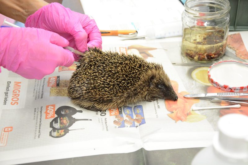 Igel sind stachelige Sympathieträger