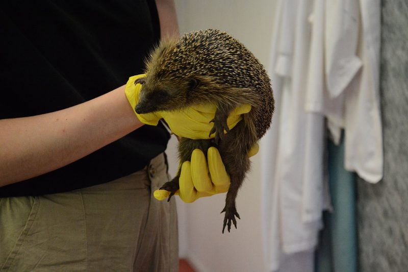 Igel sind stachelige Sympathieträger