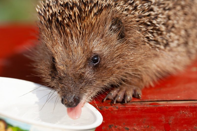 Igel sind stachelige Sympathieträger
