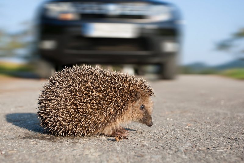 Igel sind stachelige Sympathieträger