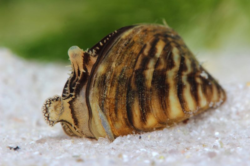 Muscheln der Schweiz