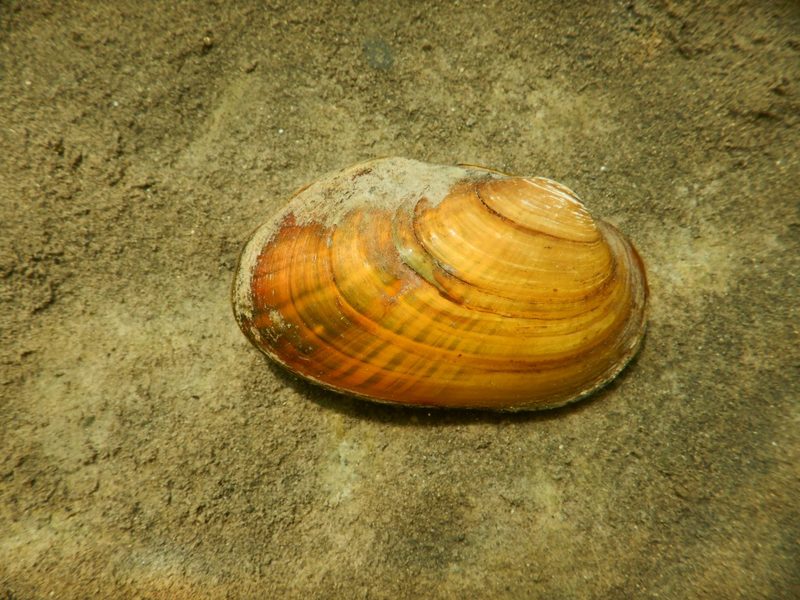 Muscheln der Schweiz