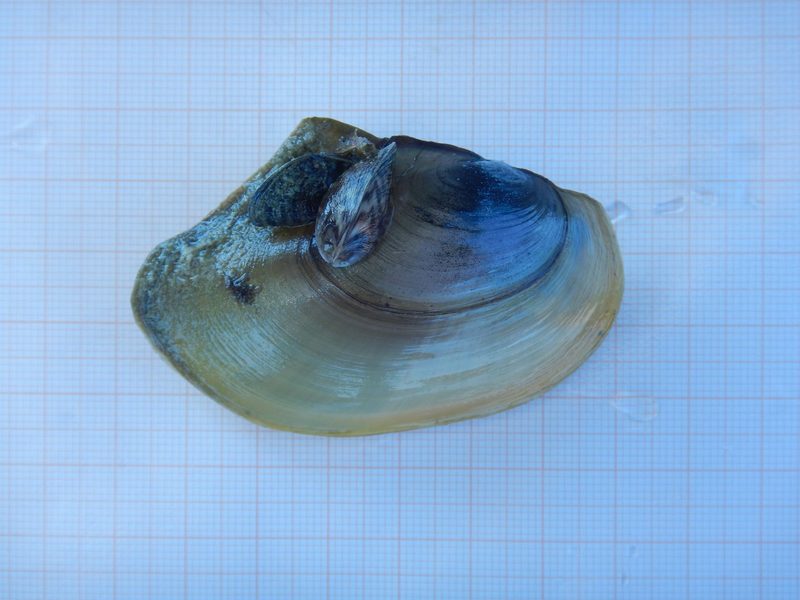 Muscheln der Schweiz