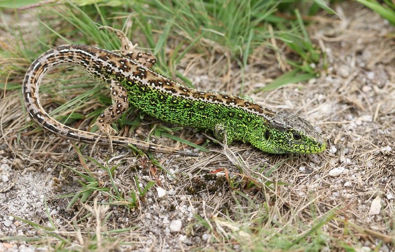 Die Zauneidechse: Minidino im Garten