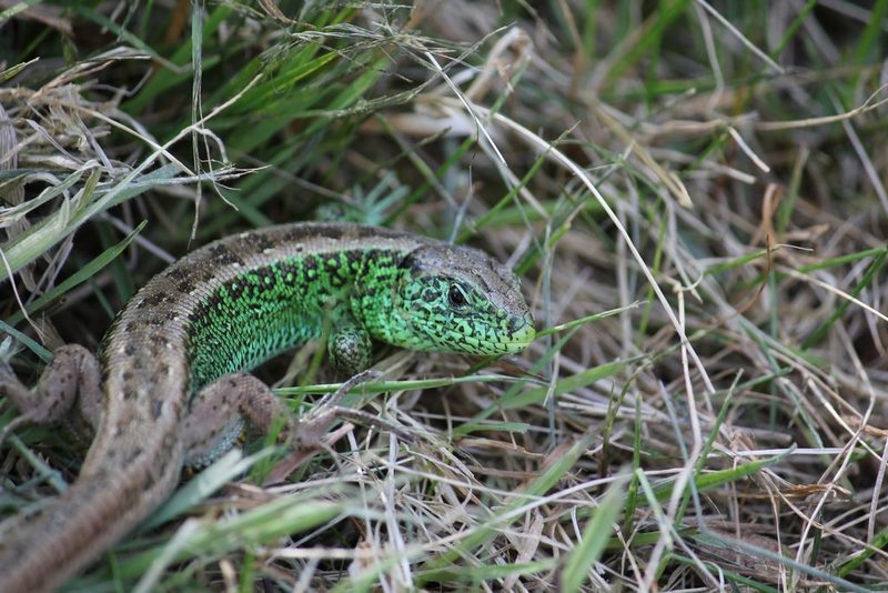 Die Zauneidechse: Minidino im Garten