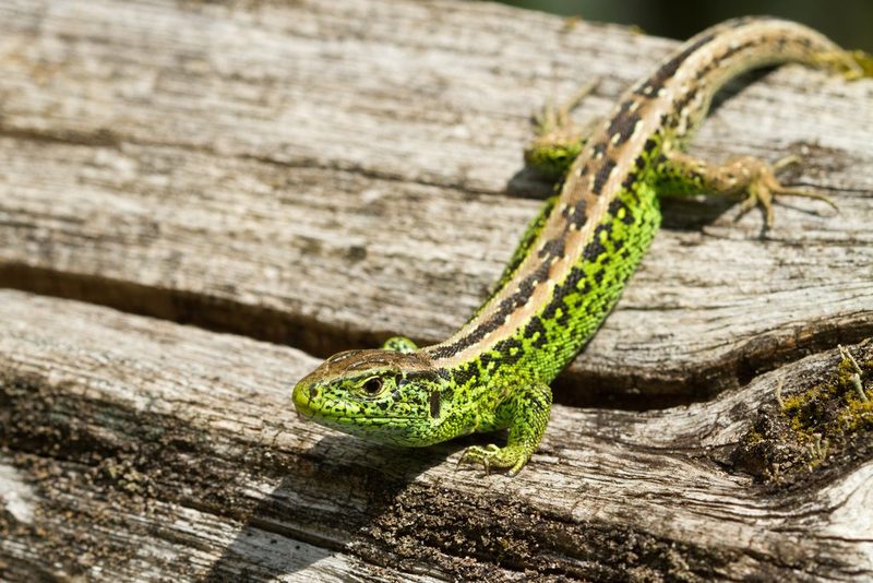 Die Zauneidechse: Minidino im Garten