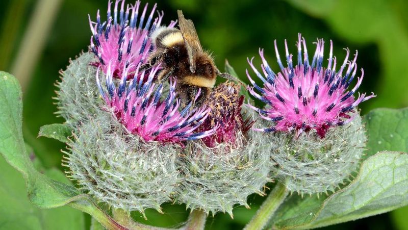 Erdhummel auf Filtzklette