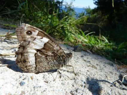 09_Grosser_Waldportier_Piotr_Zygulski_Flickr.jpg