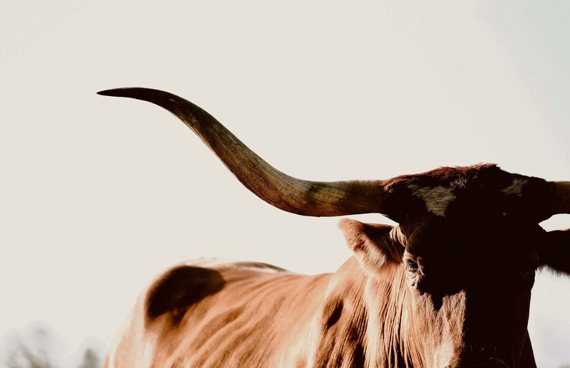 Markant sind die Hörner der Texas Longhorn. Die Spanne kann über zwei–einhalb Meter betragen.