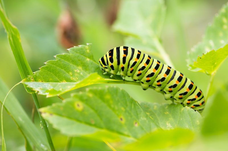 Diese Raupe findet man im eigenen Garten.