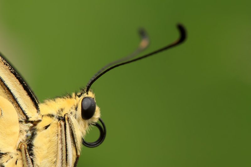 Schmetterlinge sind faszinierende Tiere.