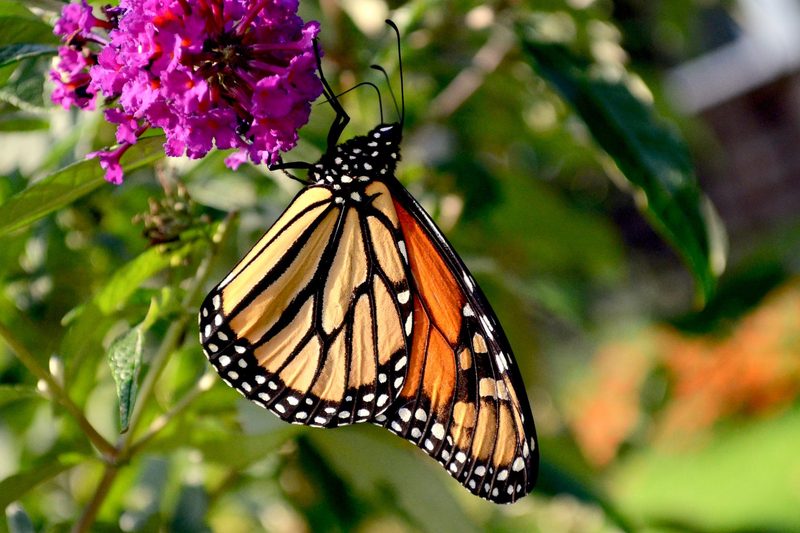 Der neue Schmetterling fliegt in die Freiheit.