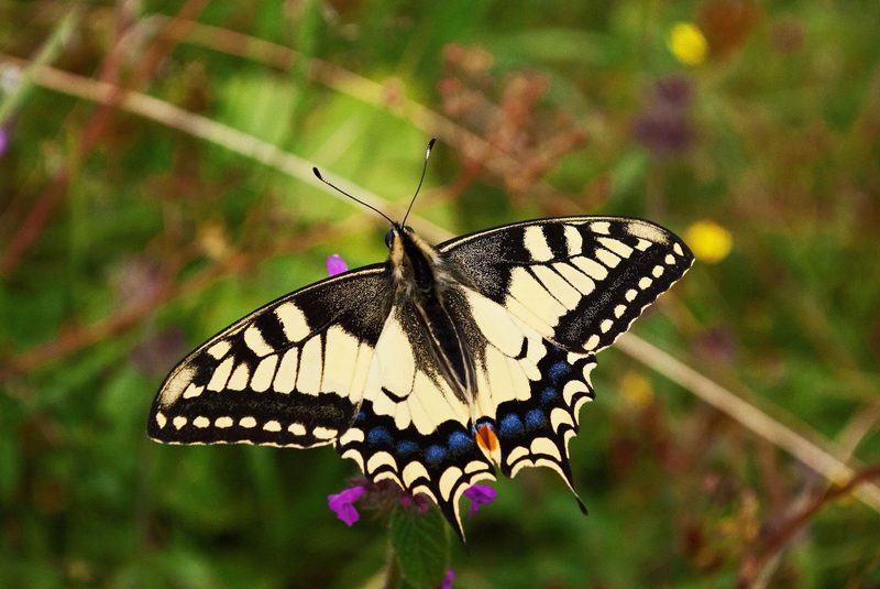 Der Schwalbenschwanz-Schmetterling ist gut geeignet für Anfänger.