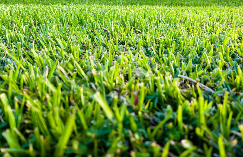 Warum mögen wir den Geruch von geschnittenem Gras?