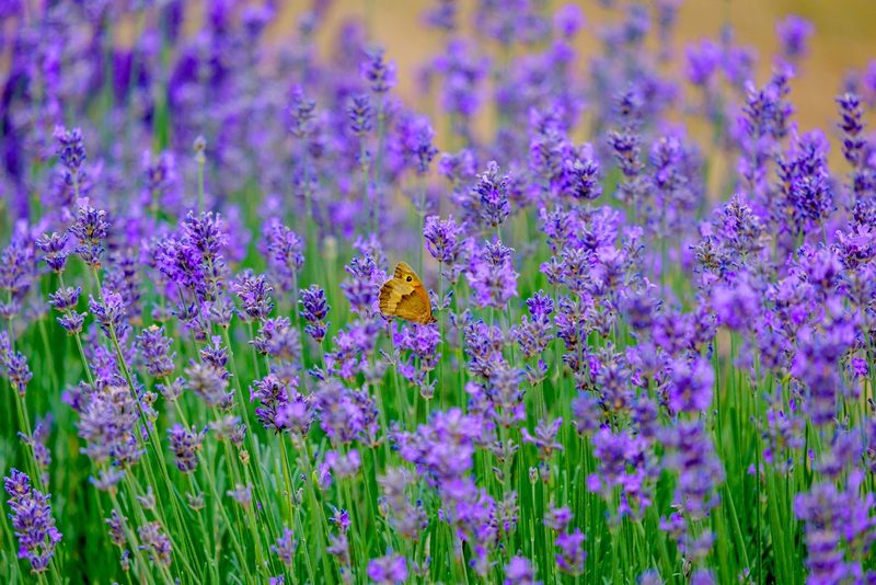 Das Grosse Ochsenauge hat eine Vorliebe für violette Blumen
