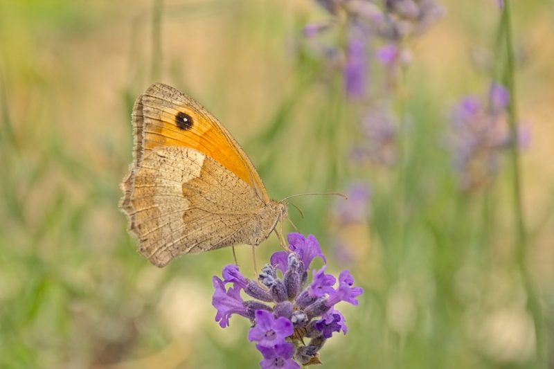 Das Grosse Ochsenauge hat eine Vorliebe für violette Blumen
