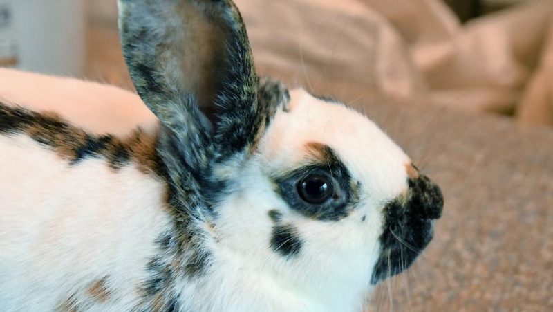 Zeichnungsfehler beim Kaninchen