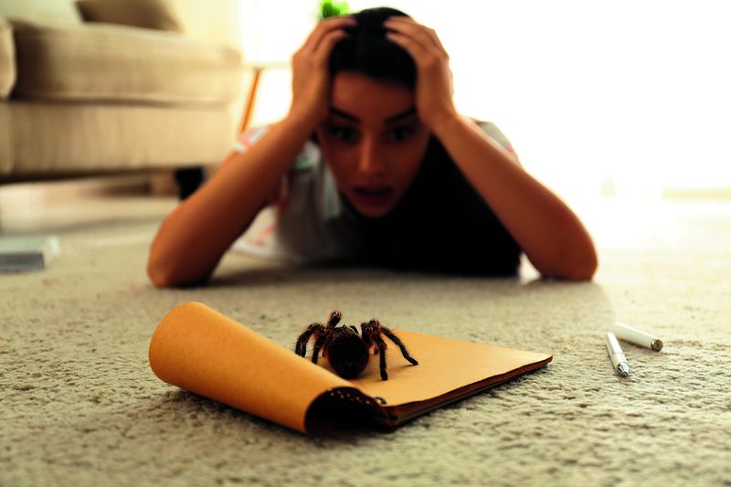 Arachnophobie gilt als eine der meist verbreiteten Phobien.