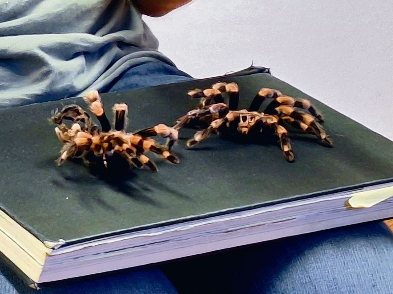 Zwei Häute einer Vogelspinne
