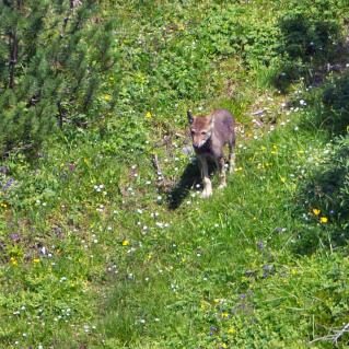 02-calanda-woelfe.jpg