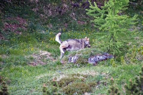 04-calanda-woelfe.jpg