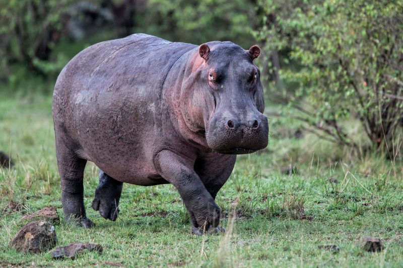 Die Jagd auf ihre Zähne gefährdet Flusspferde