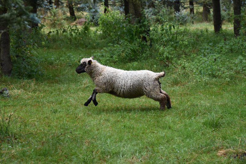 Was Shropshire zu idealen ökologischen Rasenmäher macht