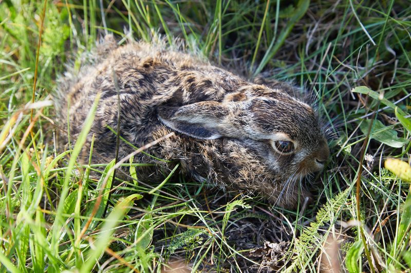 Einblicke in die Kinderstube der heimischen Wildtiere
