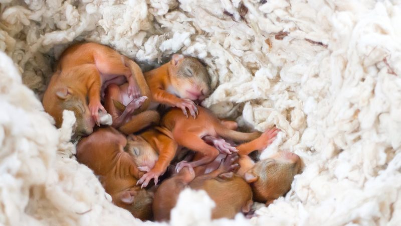 Einblicke in die Kinderstube der heimischen Wildtiere