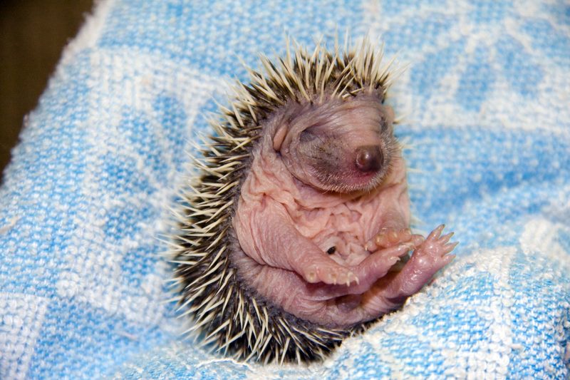 Einblicke in die Kinderstube der heimischen Wildtiere
