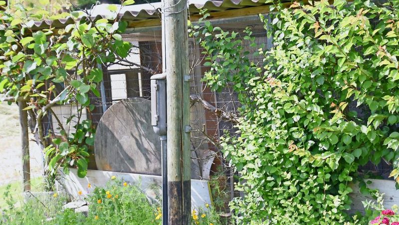 Kaninchenstall im Sommer mit Pflanzen