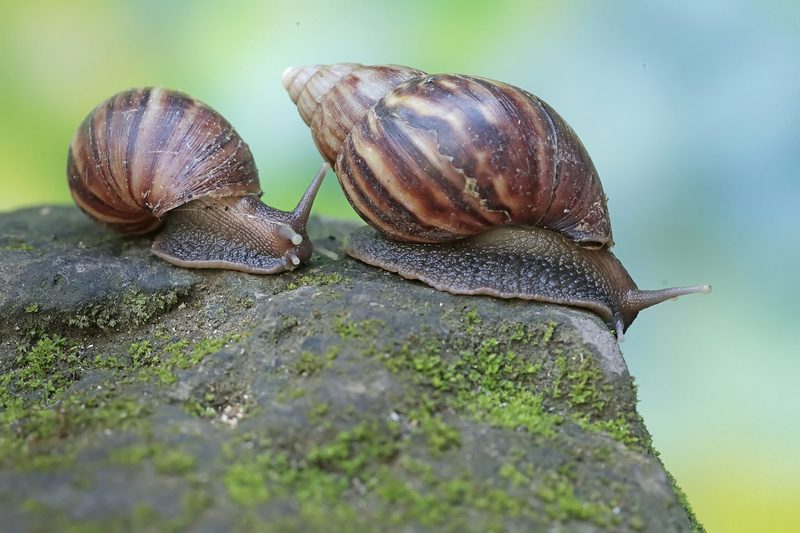 Beliebte Exoten und die Lücke im Schweizer Tierrecht