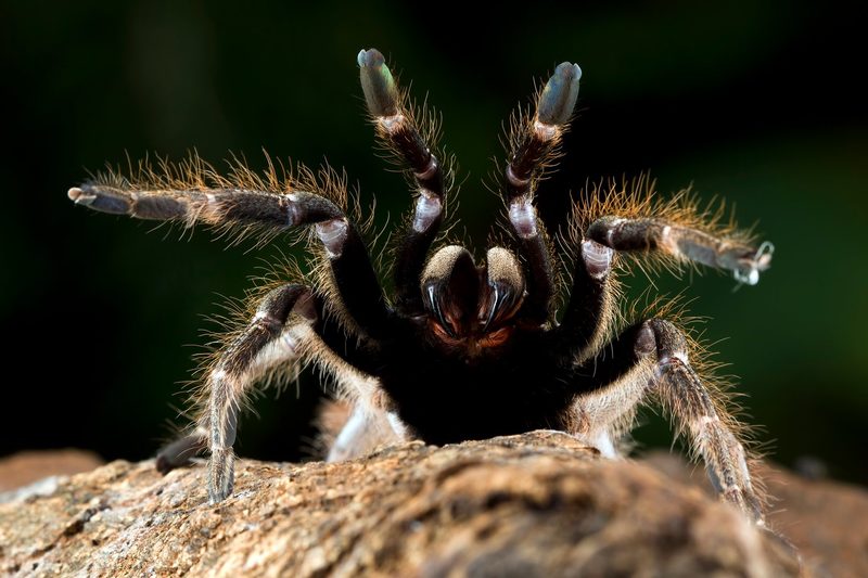 Beliebte Exoten und die Lücke im Schweizer Tierrecht