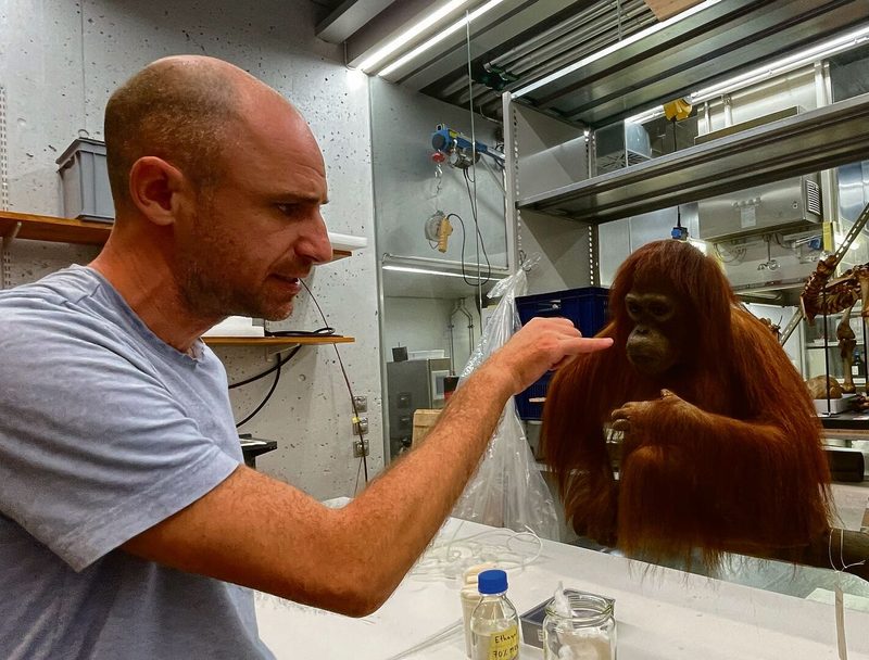 Der zoologische Präparator Alwin Probst erklärt, wie dieses alte Präparat eines Orang-Utans restauriert wird.